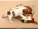 Mihachi Washable Pee Pads for Dogs thumbnail 5