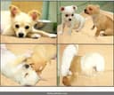 Mihachi Washable Pee Pads for Dogs thumbnail 6