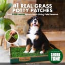 Fresh Patch Real Grass thumbnail 2