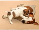 Mihachi Washable Pee Pads for Dogs thumbnail 5