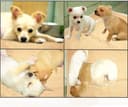 Mihachi Washable Pee Pads for Dogs thumbnail 6