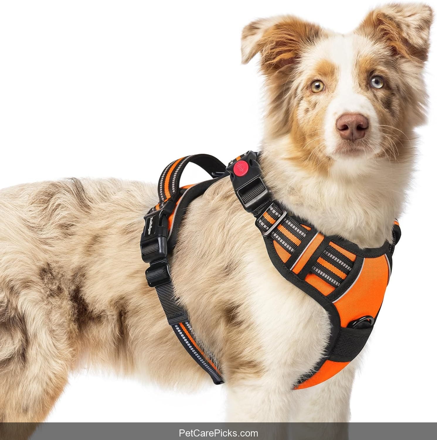 Rabbitgoo No-Pull Dog Harness - Image 1