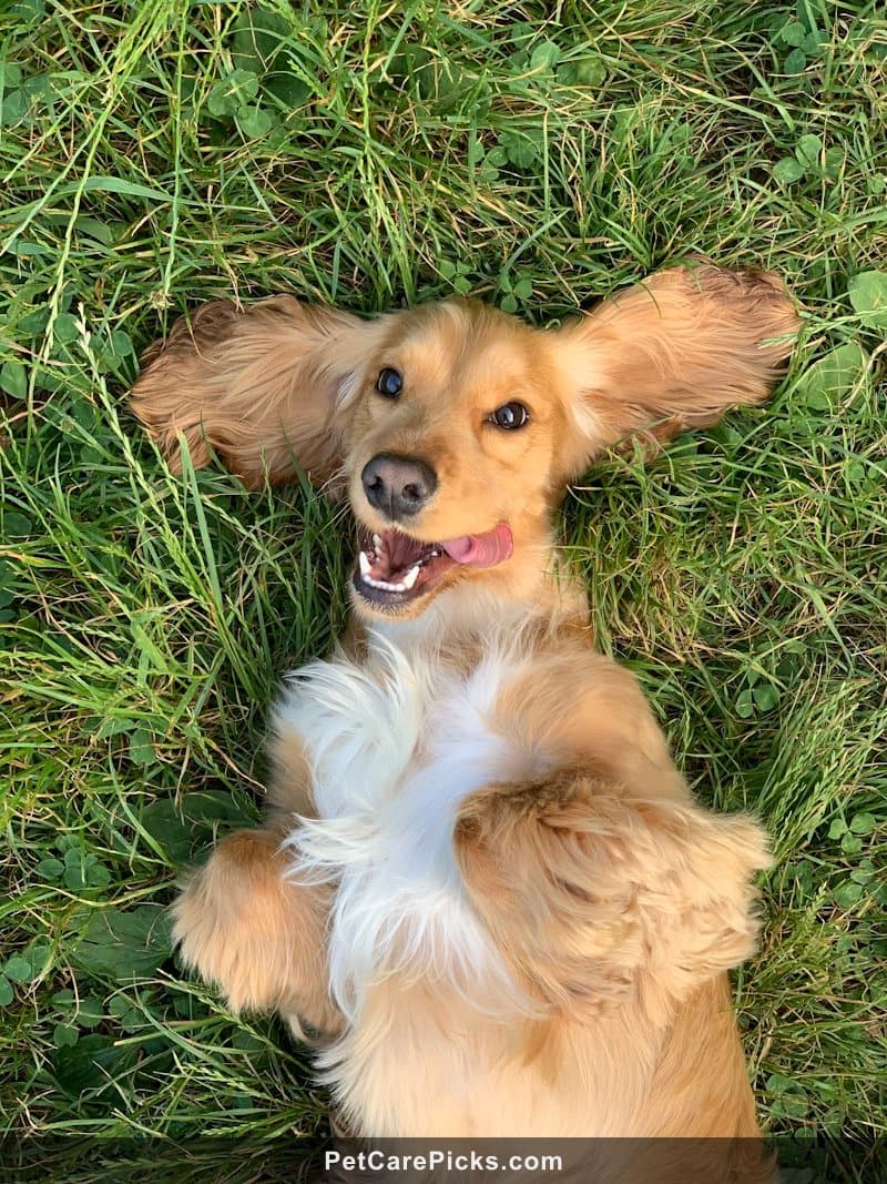 Artificial Grass Dog Potty Systems Compared - 5 Best Options Tested
