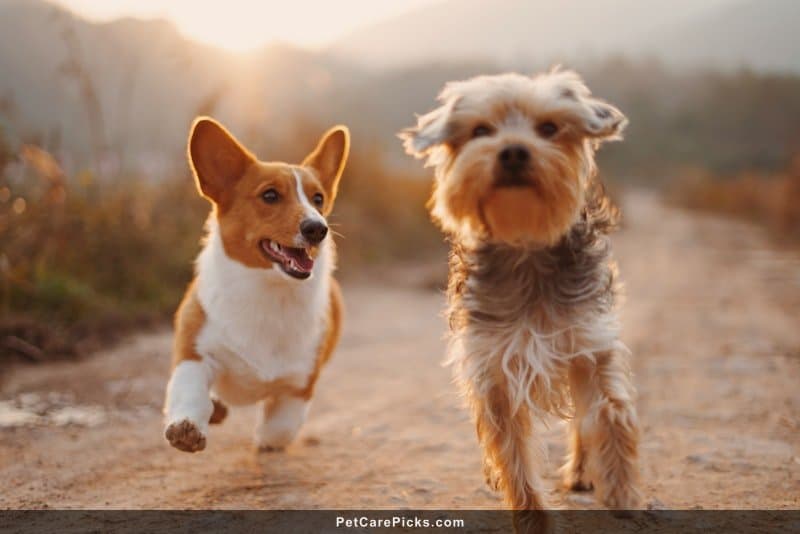 Best Weight Management Dog Food Compared 2026 - Top 5 Diet Formulas