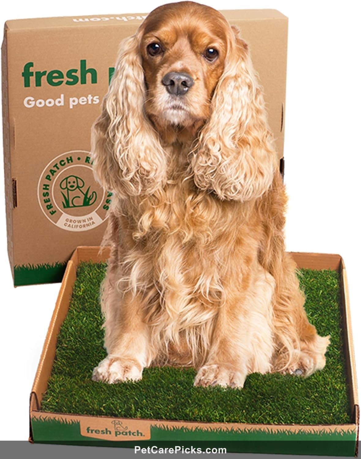 Fresh Patch Real Grass Dog Potty Review - Living Grass Solution