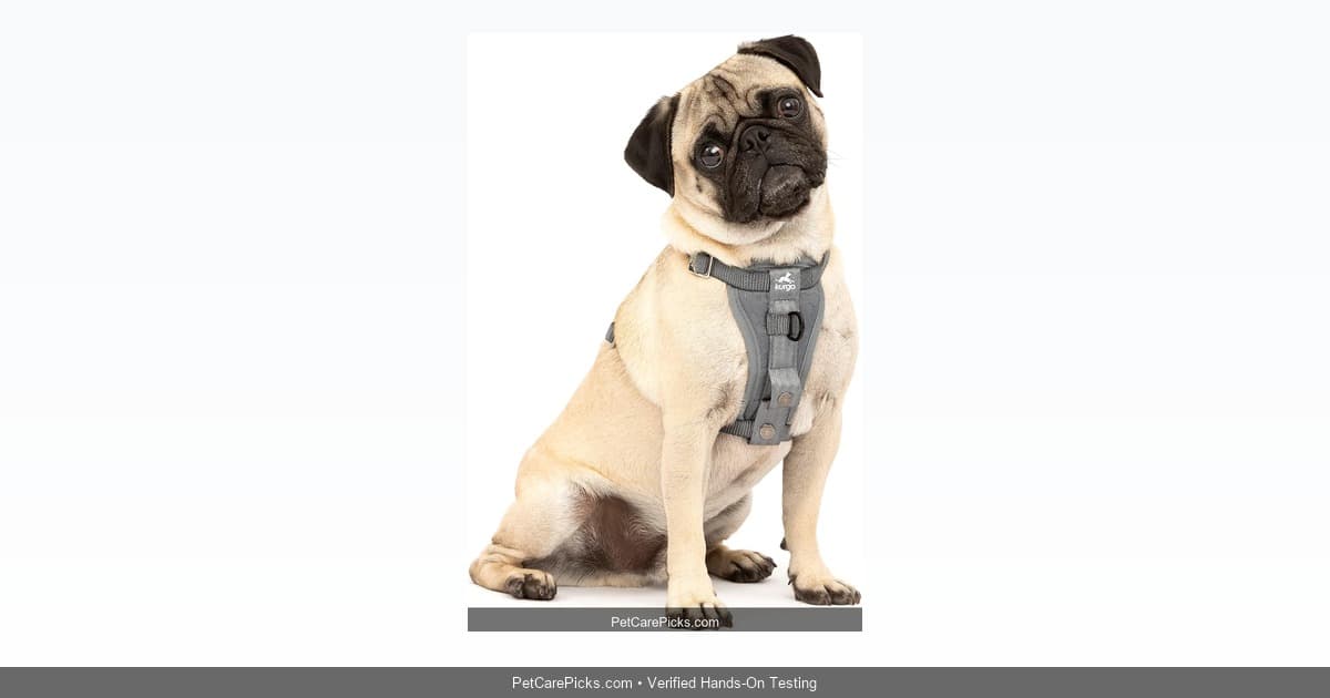 Kurgo Enhanced Strength Dog Car Harness Review 2026: Budget Safety