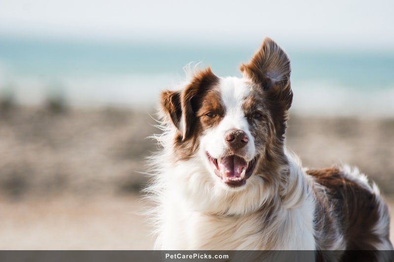 Best Puppy Food Compared 2026 - Top 5 Formulas for Growing Dogs