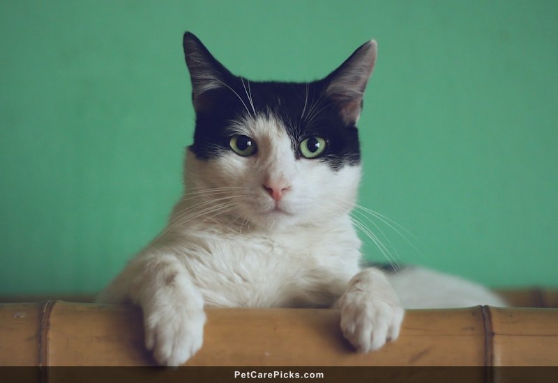 Best Wet Cat Food Compared 2026 - Top 6 Brands for Nutrition & Value